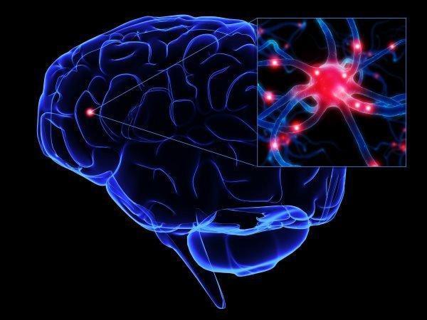 چاقی یک بیماری مغزی است چاقی یک بیماری مغزی است