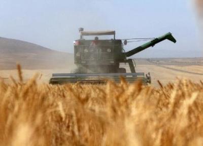 تداوم کشت قراردادی برنج، گندم و دانه های روغنی در کشور